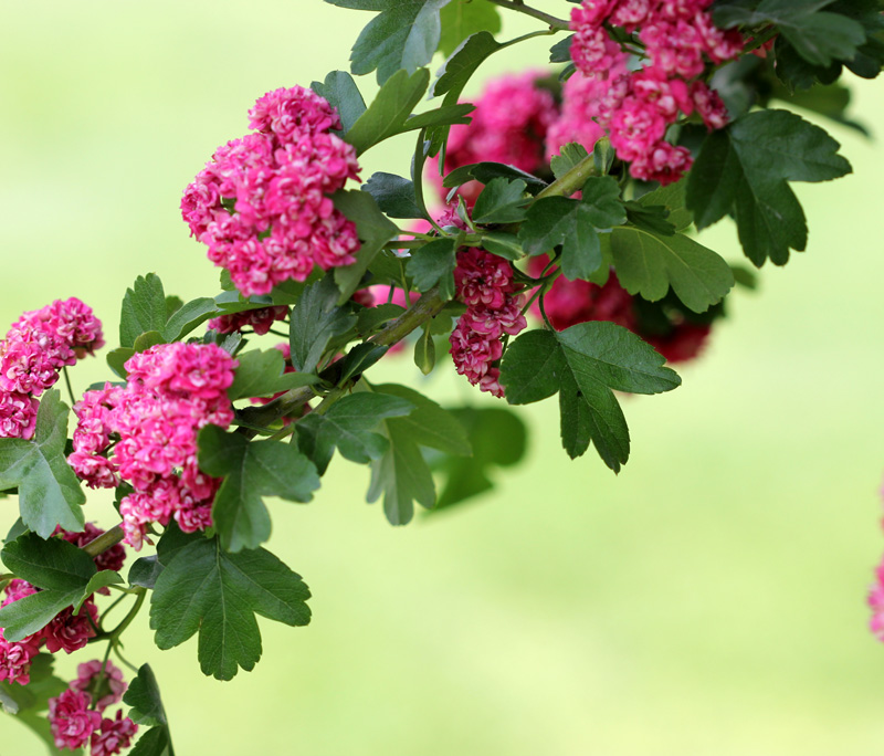 Crataegus Laevigata Introduced Eflora Of India